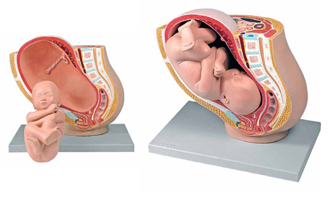 Pregnancy Pelvis with Mature Fetus